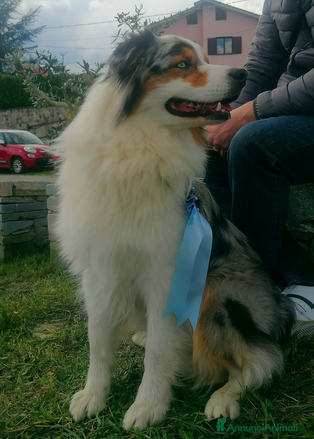 Australian Shepherd cani in vendita: Disponibili cuccioli australian shepherd a Provincia di Savona - Immagine 10