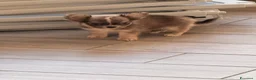 Chihuahua cani in vendita: Cucciolo dí chihuahua  - Annuncio 3