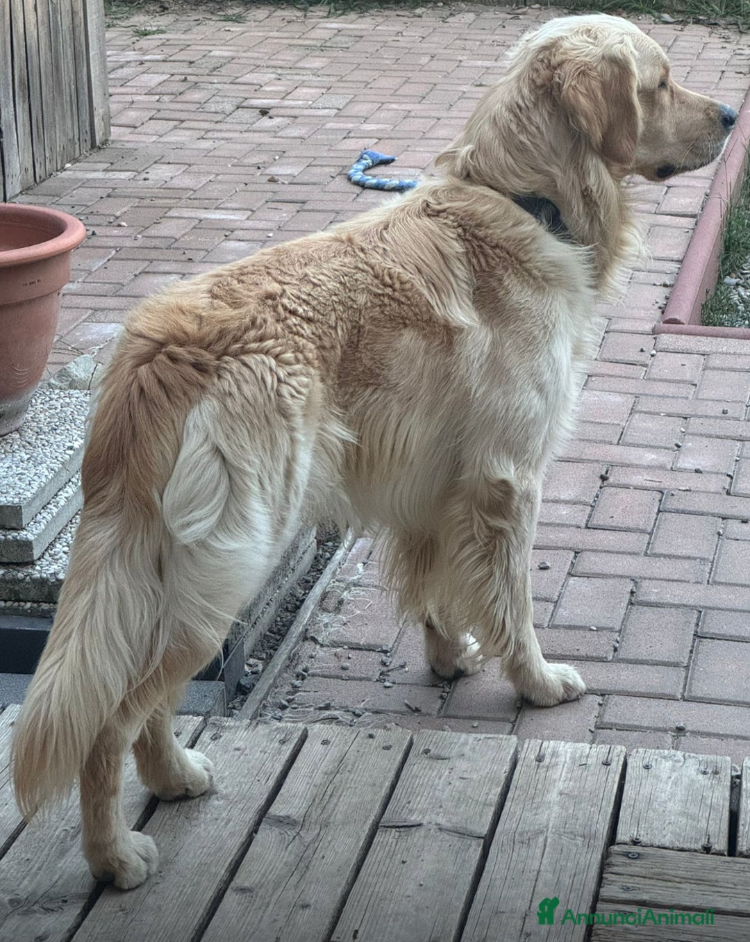 Golden Retriever cani per accoppiamento: Apollo - Annuncio 3