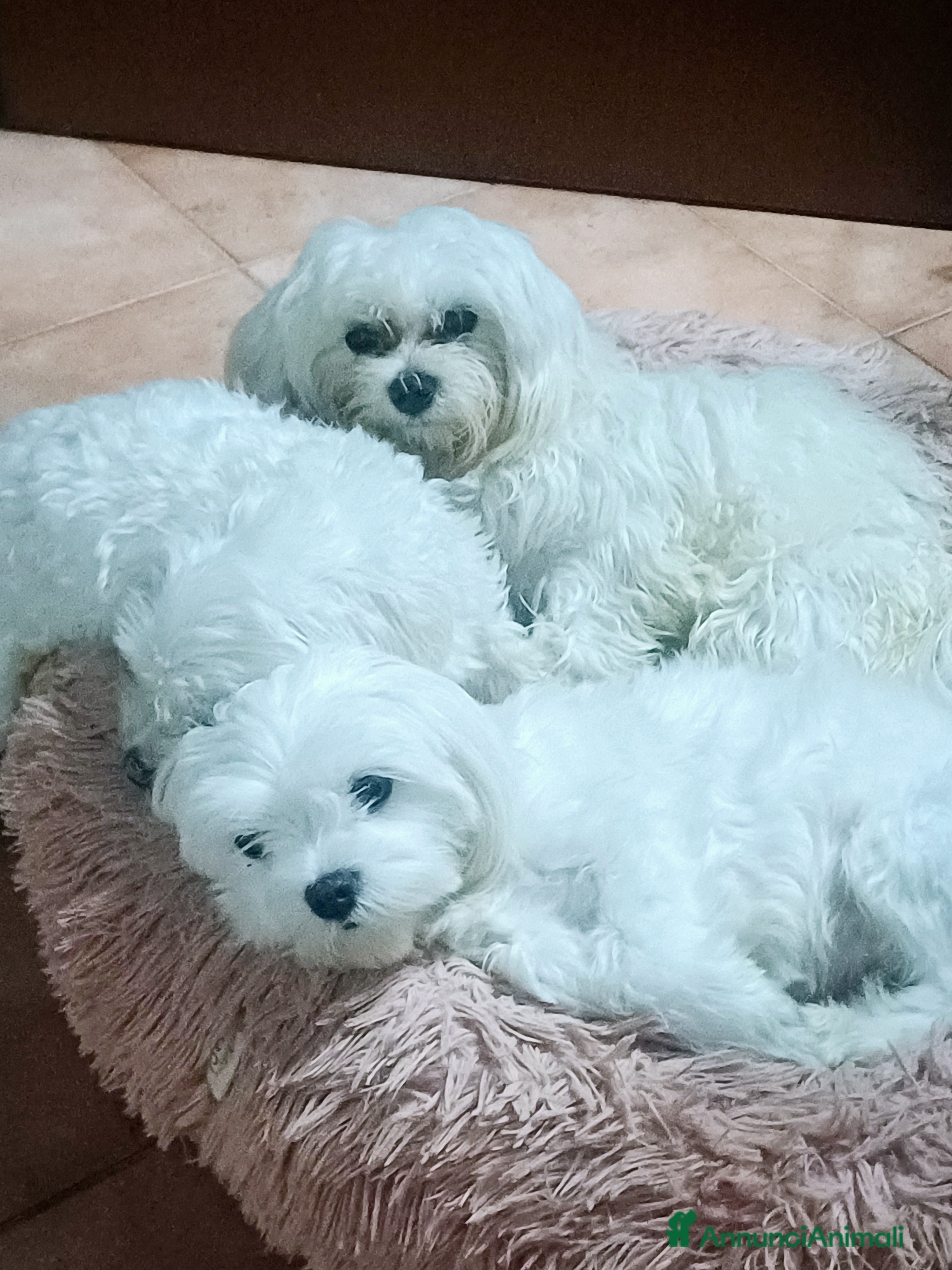 Maltese cani Cuccioli di Maltese allevati in famiglia con amore - Annuncio 2