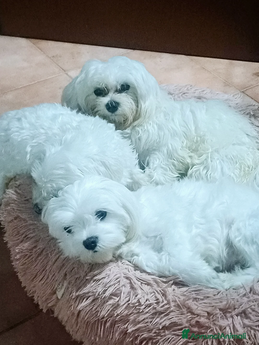 Maltese cani in vendita: Cuccioli di Maltese allevati in famiglia con amore - Annuncio 2