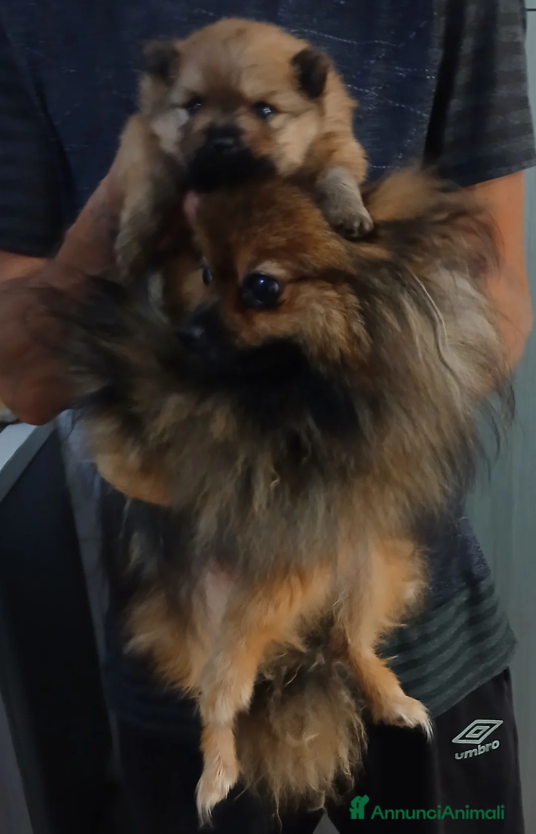 Spitz cani in vendita: Spitz volpino pomerania - Annuncio 5
