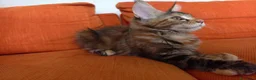 Maine Coon gatti in vendita: Bellissima cucciola Maine coon  - Annuncio 5