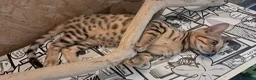 Bengala gatti in vendita: Bengala cuccioli con pedegree - Annuncio 5