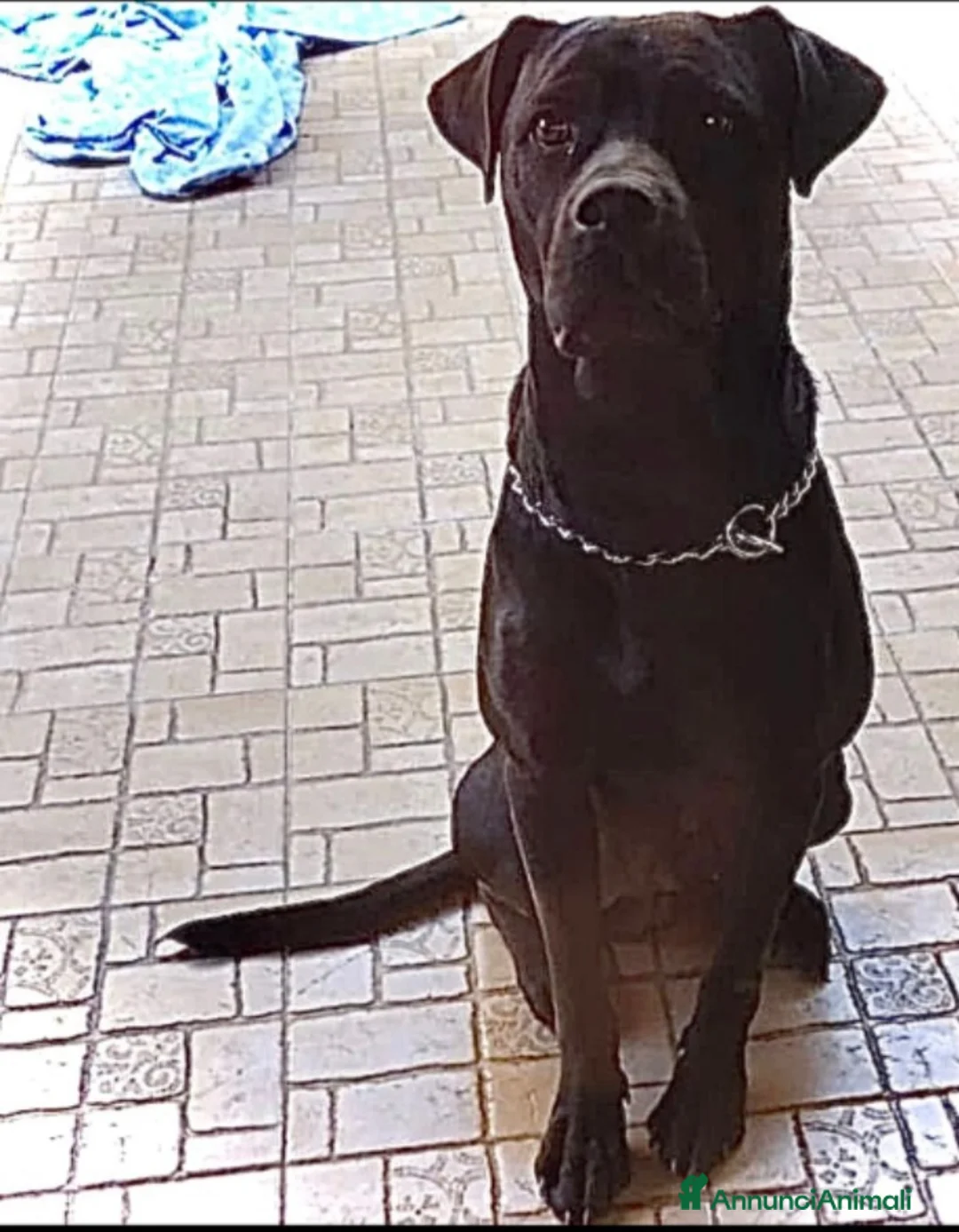 Meticcio cani in regalo: Simil Corso splendido dimenticato in rifugio.PV  - Annuncio 2