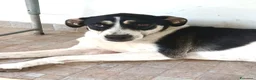 Meticcio cani in regalo: Luna una cagnolona invisibile in cerca di casa  - Annuncio 5