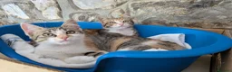 Meticcio gatti in regalo: Quattro gattini stupendi cercano casa - Annuncio 1