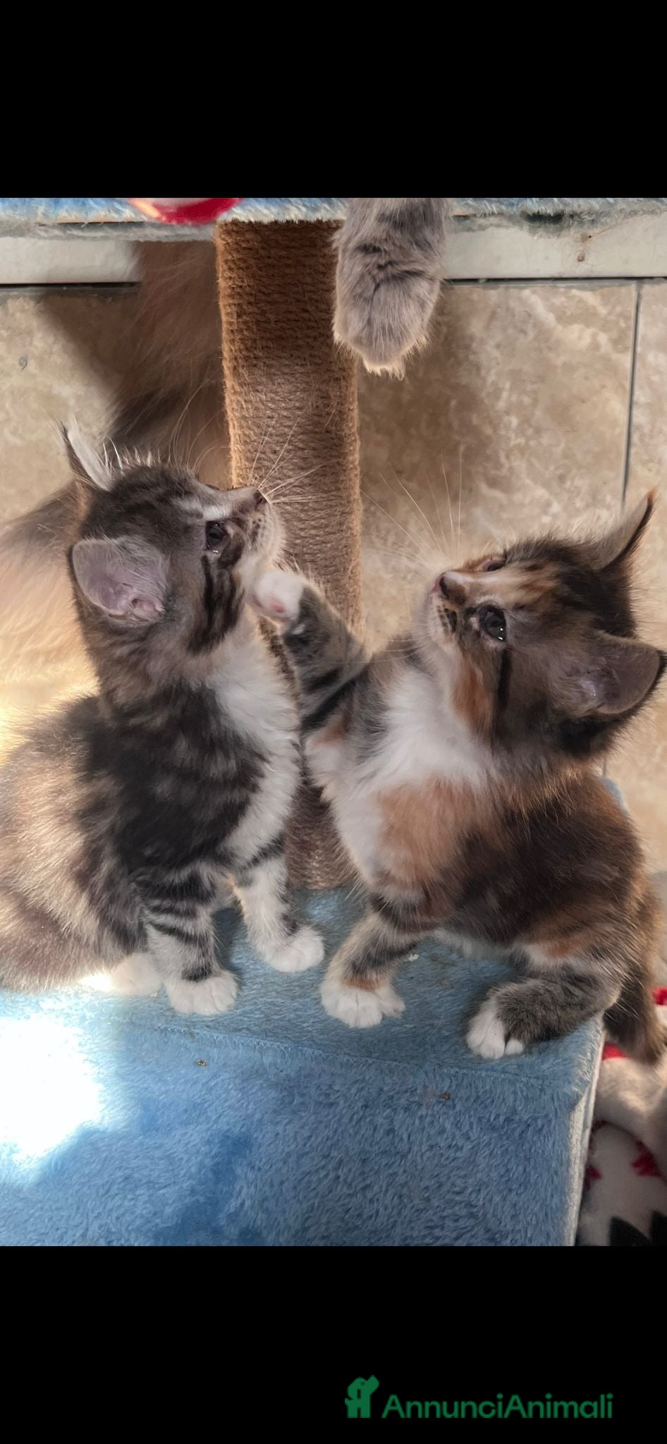 Maine Coon gatti in vendita: Disponibili cuccioli Maine Coon  - Annuncio 3