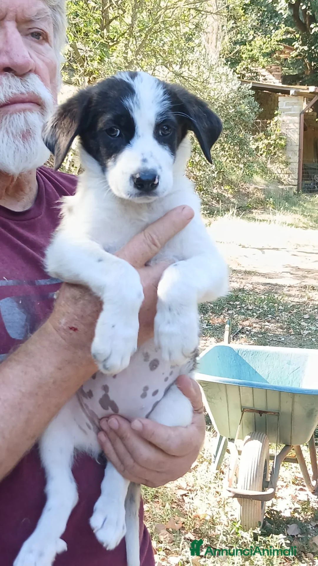 Meticcio cani in regalo: BEBA NON VUOLE VIVERE IN CANILE, IN ADOZIONE - Annuncio 1