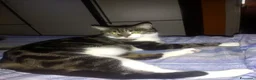 Meticcio gatti in regalo: GATTINI  a Provincia di Lecco - Annuncio 2