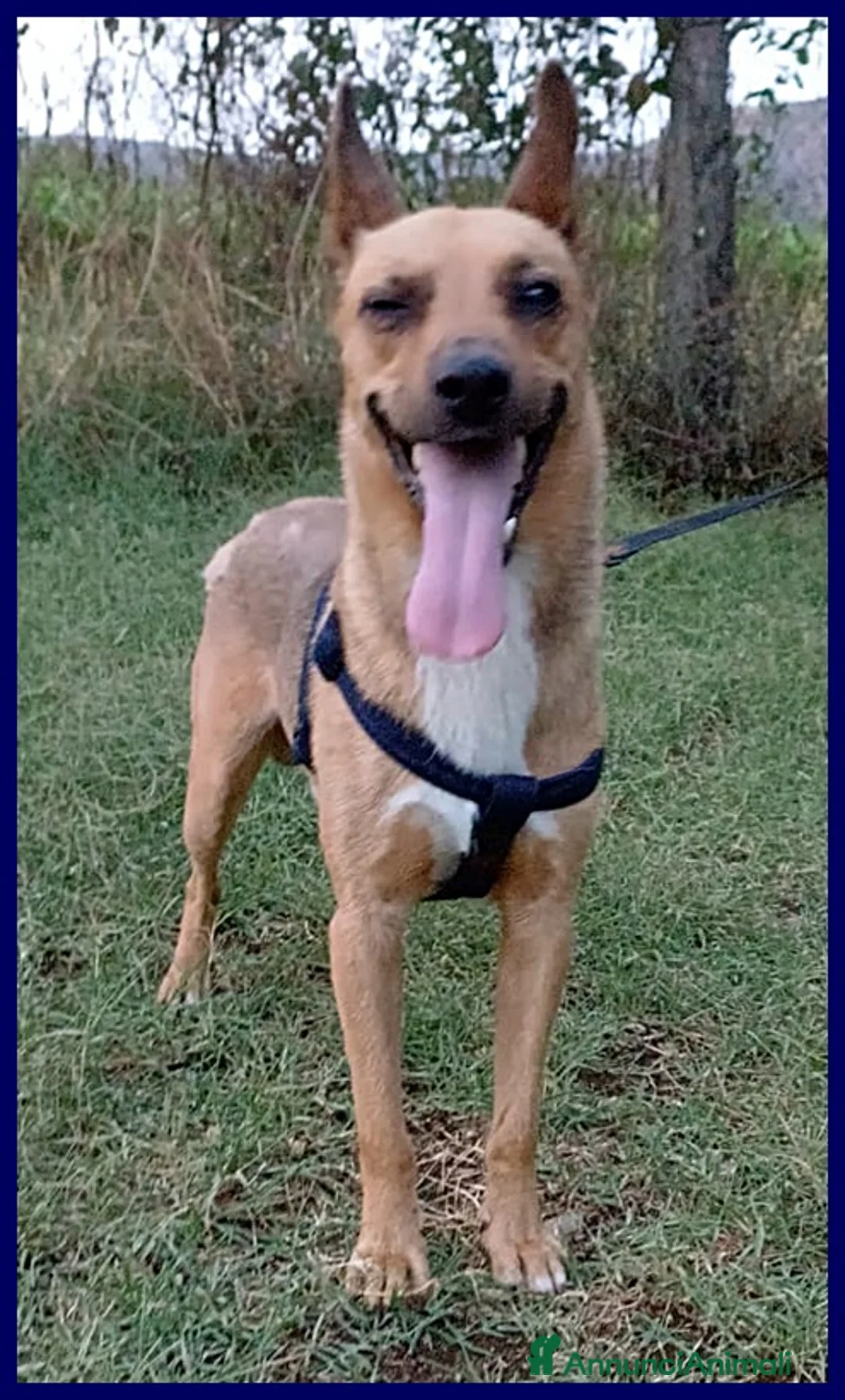 Meticcio cani in regalo: ZAK tenero piccoletto hanno rinunciato alui - Annuncio 3