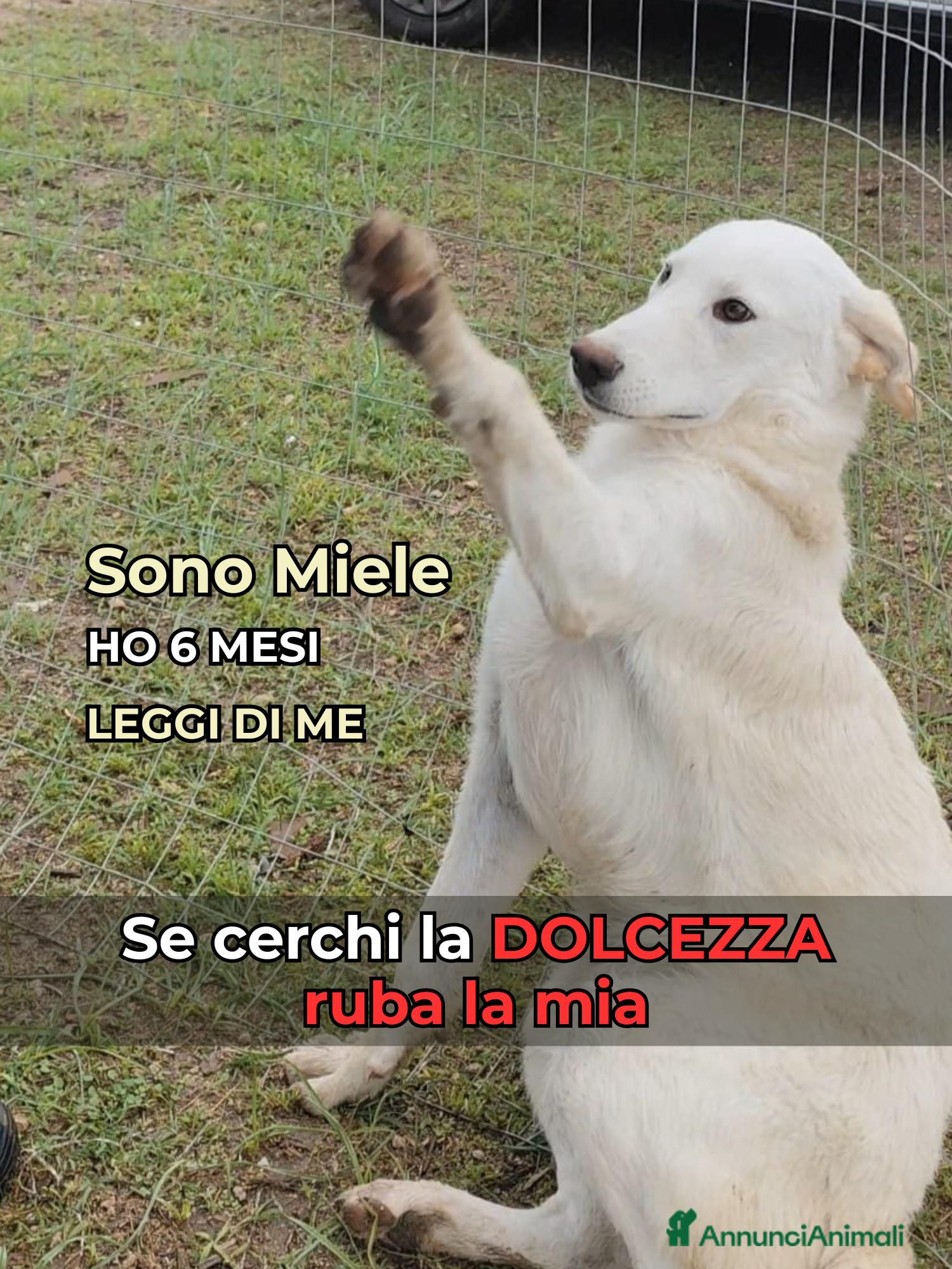 Altre razze cani Miele - 6 Mesi - Dolce, Socievole - Annuncio 35