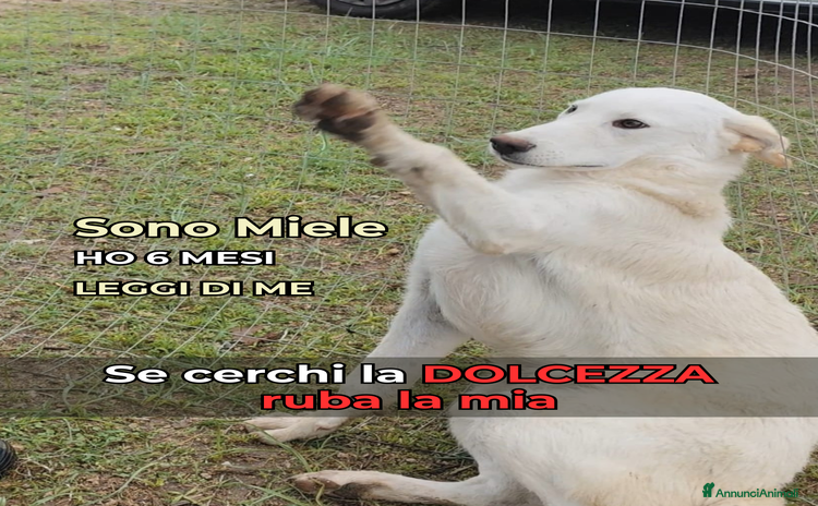 Altre razze cani - Annuncio 8