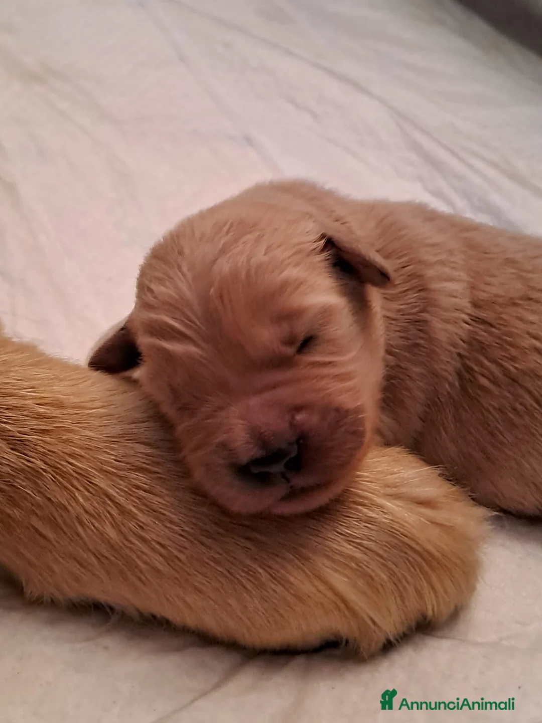 Golden Retriever cani in vendita: Cucciolata 100% americana  - Annuncio 7