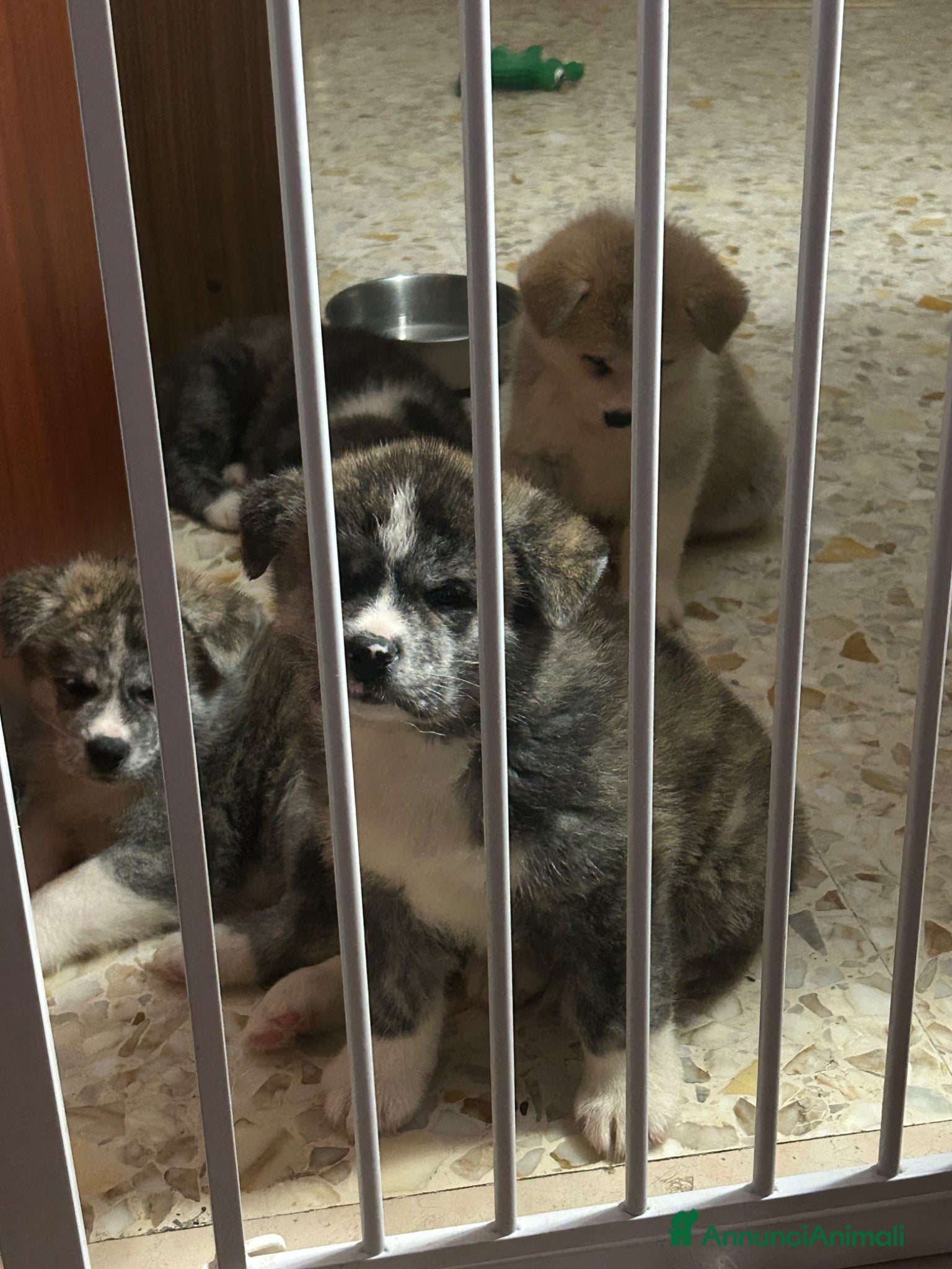 Akita Inu cani Cuccioli di Akita inu - Annuncio 1