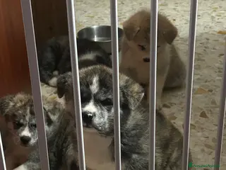 Akita Inu cani Cuccioli di Akita inu - Annuncio 1