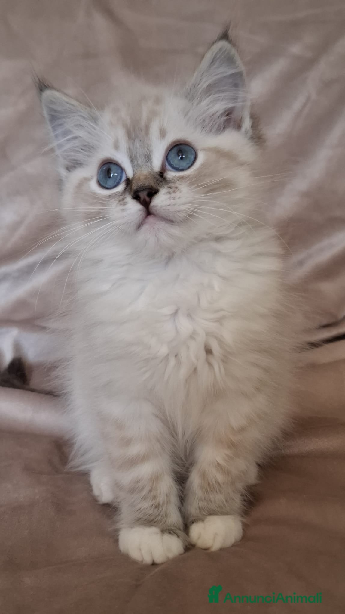 Ragdoll gatti Ragdoll con Pedigree  - Annuncio 2