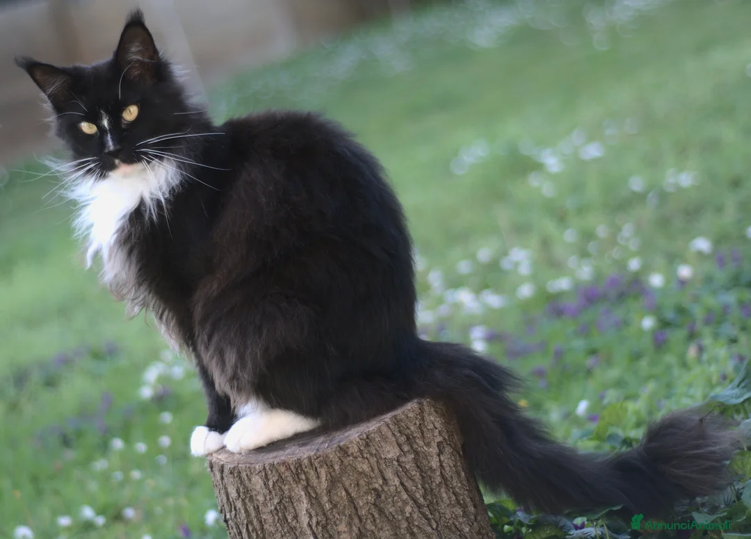 Immagine della galleria {{count}}