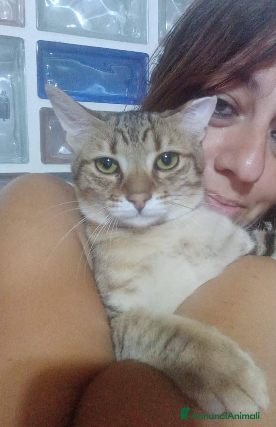 Europeo gatti in regalo: STITCH, tenero cucciolo in adozione ! - Annuncio 3