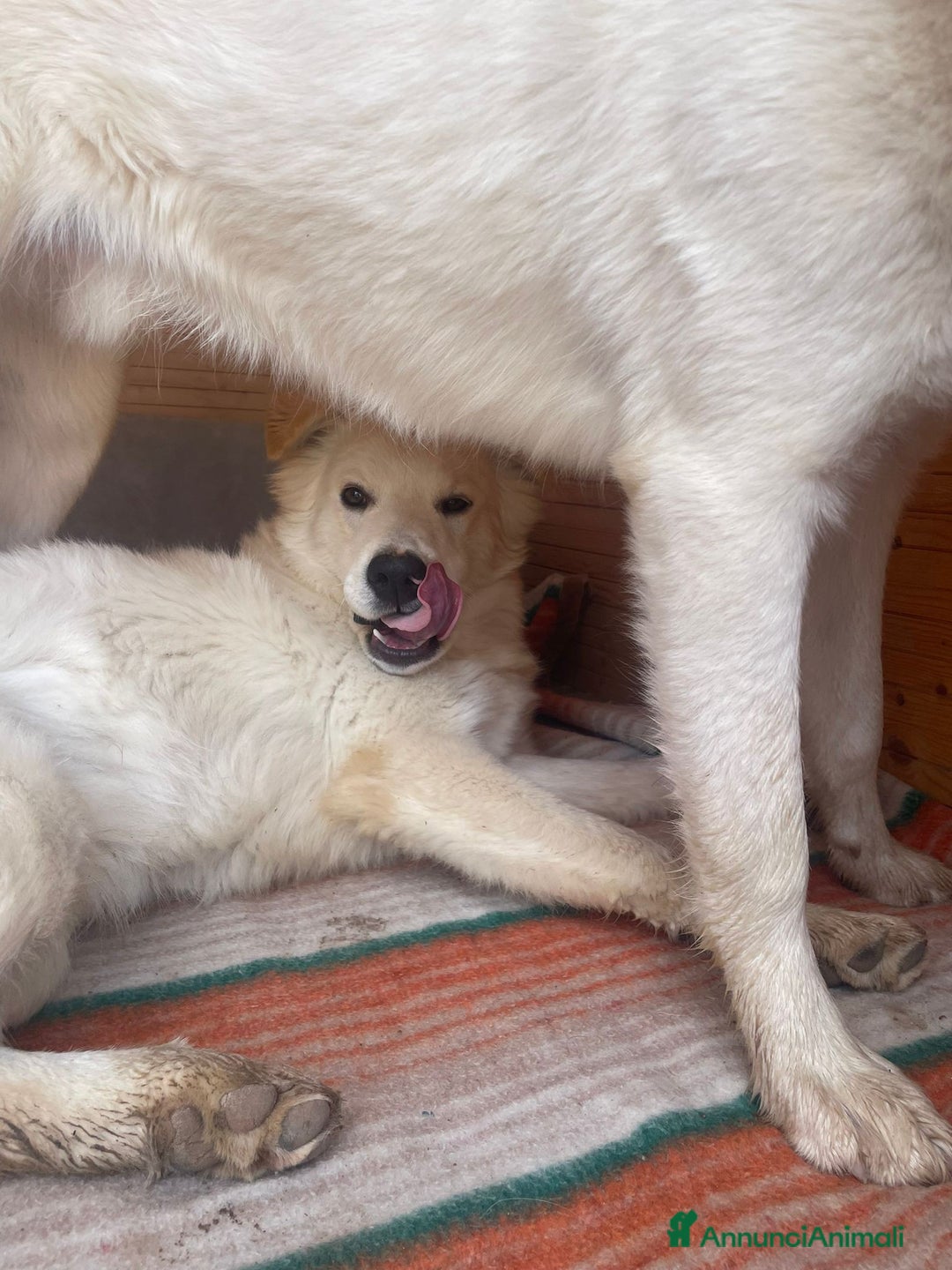 Meticcio cani in regalo: IL DOLCISSIMO AIKO - Annuncio 9