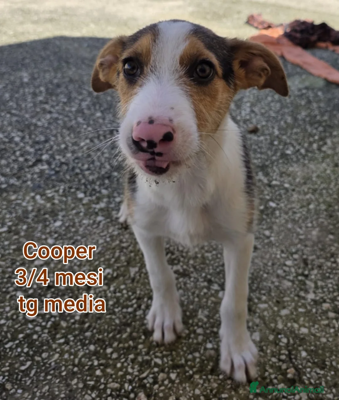 Meticcio cani in regalo: CUCCIOLI TENERISSIMI SENZA CASA a Provincia di Modena - Annuncio 1