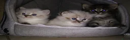 Siberiano gatti in vendita: Gattini di siberiano e neva masquerade - Annuncio 3