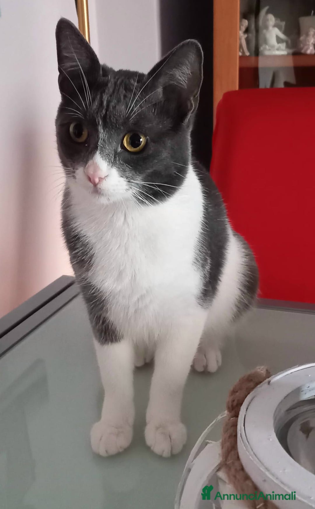 Meticcio gatti in regalo: GATTO DOLCISSIMO  - Annuncio 3