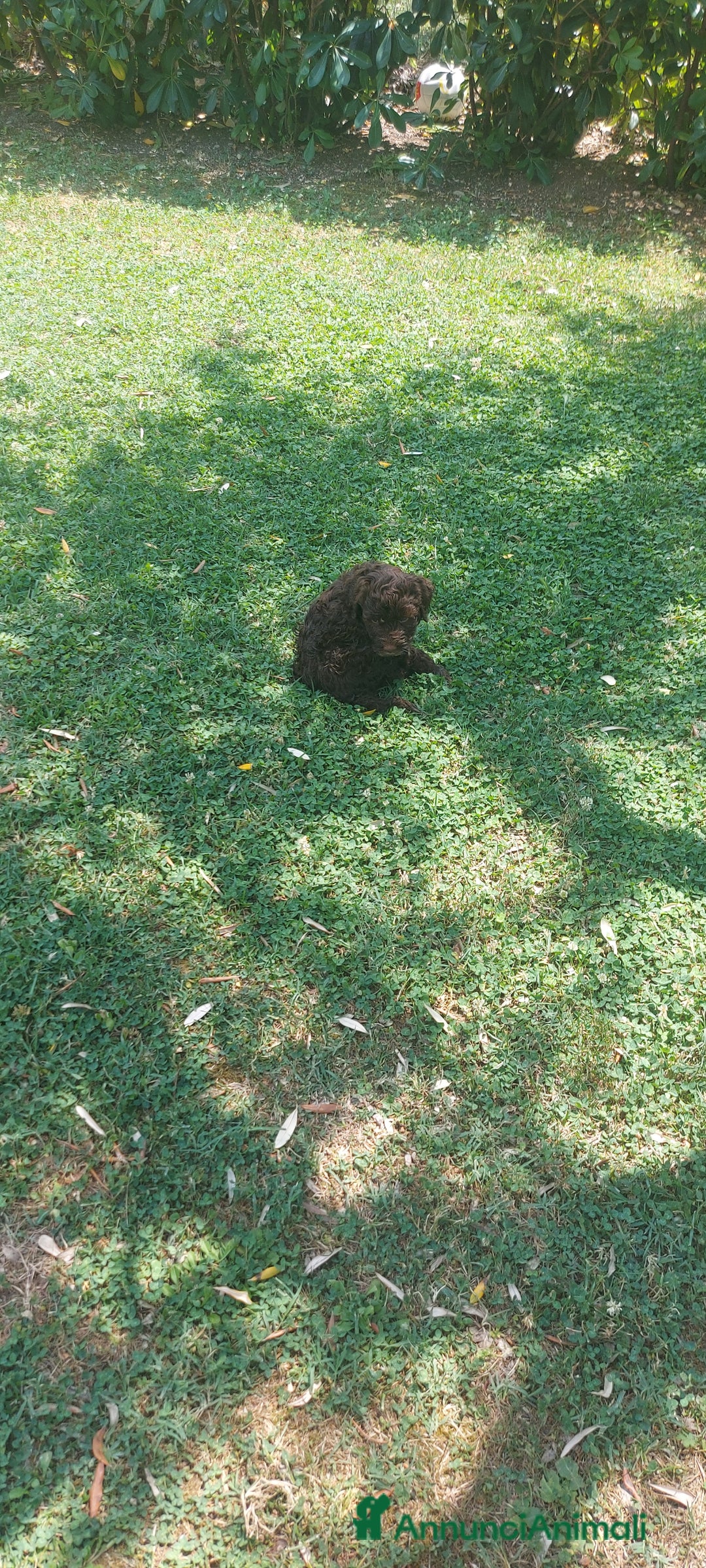 Lagotto cani in vendita: Lagotto romagnolo  a Provincia dell'Aquila - Immagine 2