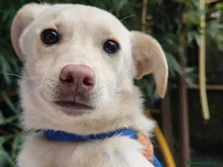 Meticcio cani in regalo: OLLY, cucciolo dolcissimo, cerca casa - Annuncio 2