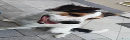 Meticcio cani in regalo: Cucciolo meticcio 9 mesi cerca famiglia dinamica  a Provincia di Padova - Annuncio 2