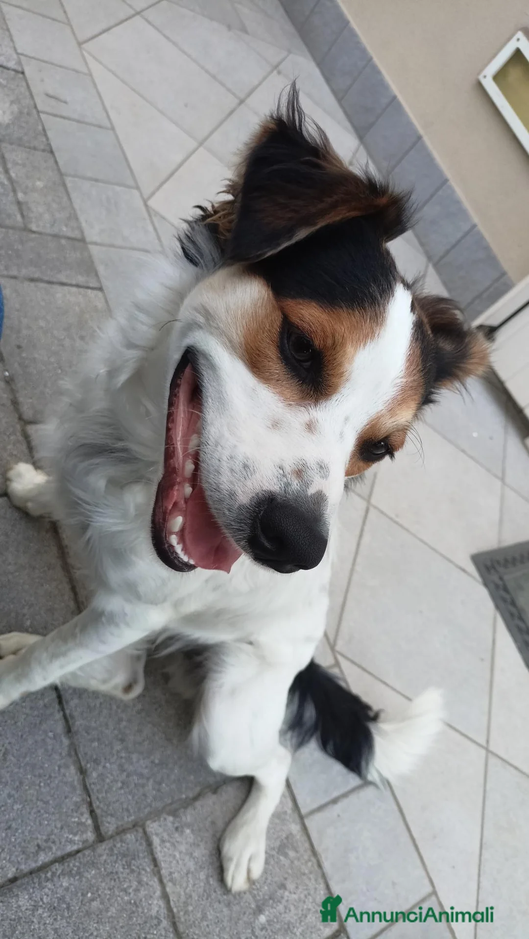 Meticcio cani in regalo: Cucciolo meticcio 9 mesi cerca famiglia dinamica  a Provincia di Padova - Annuncio 2