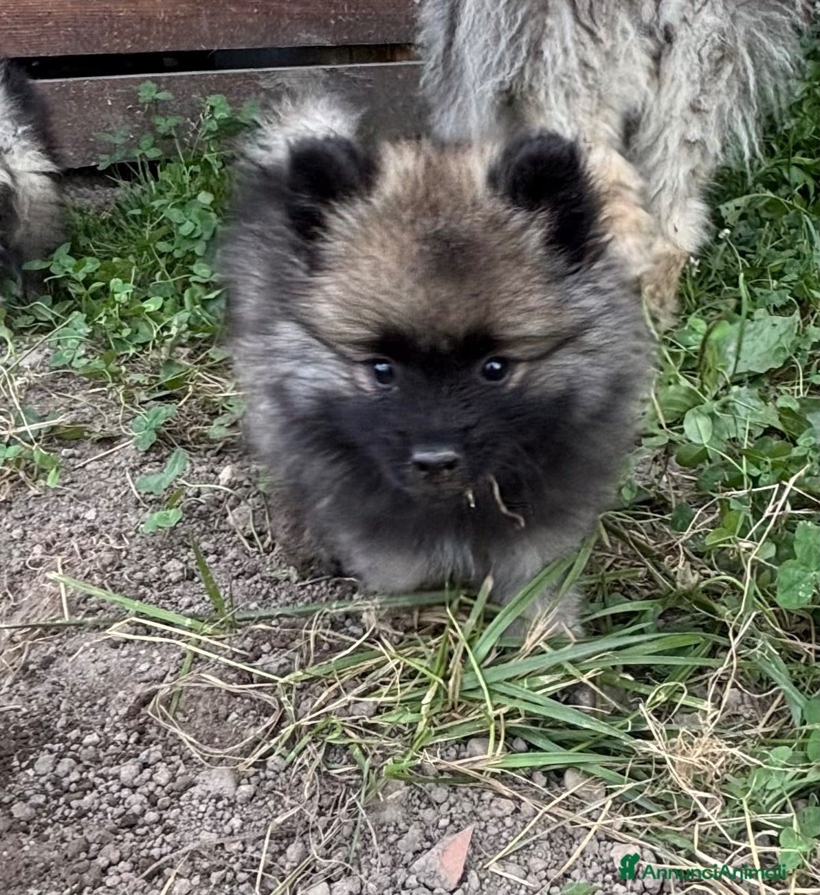 Wolfspitz cani Cuccioli Wolfspitz - Annuncio 1