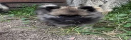 Wolfspitz cani in vendita: Cuccioli Wolfspitz - Annuncio 1