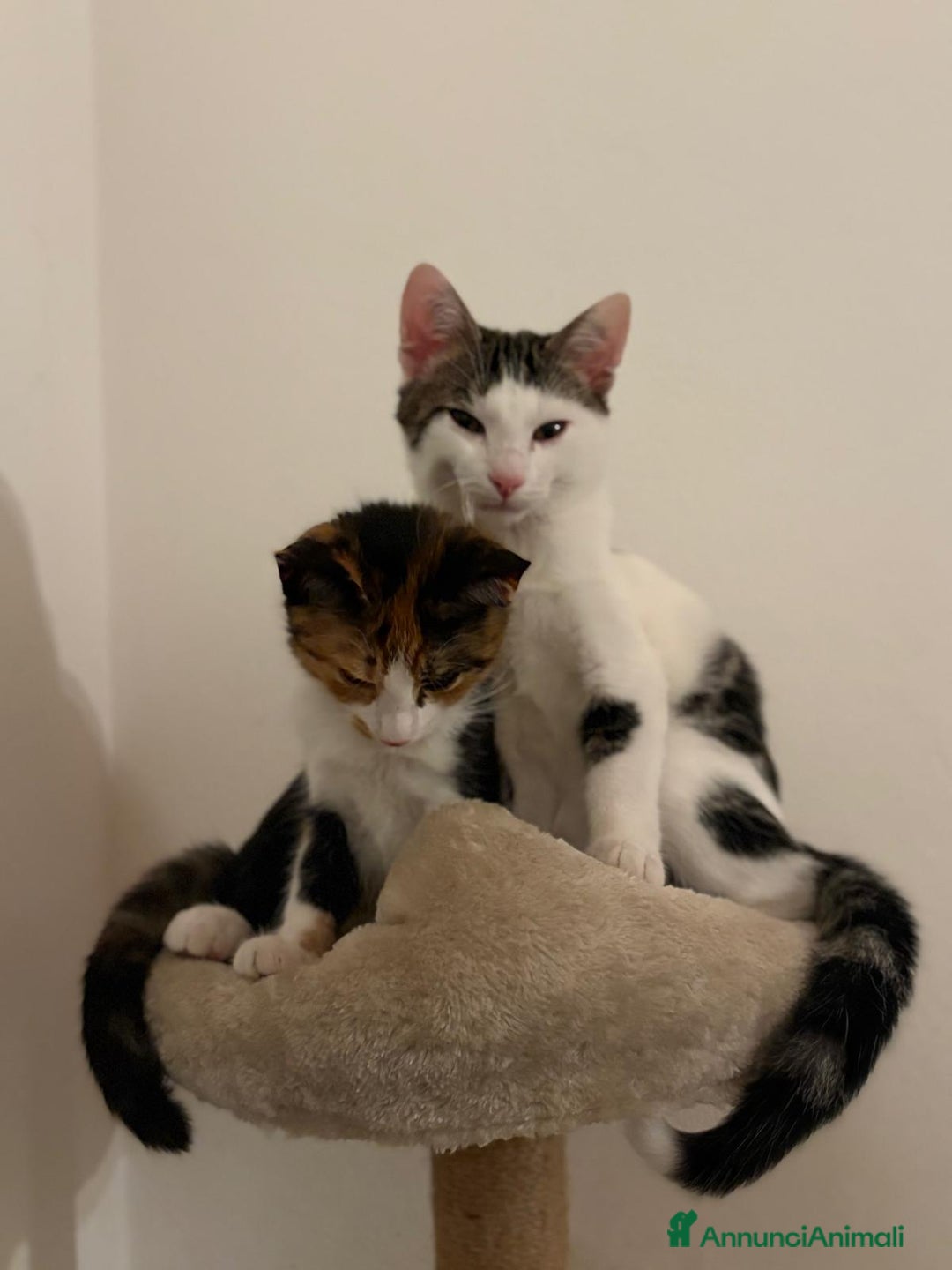 Altre razze gatti in vendita: Due gatti non separabili  - Annuncio 4