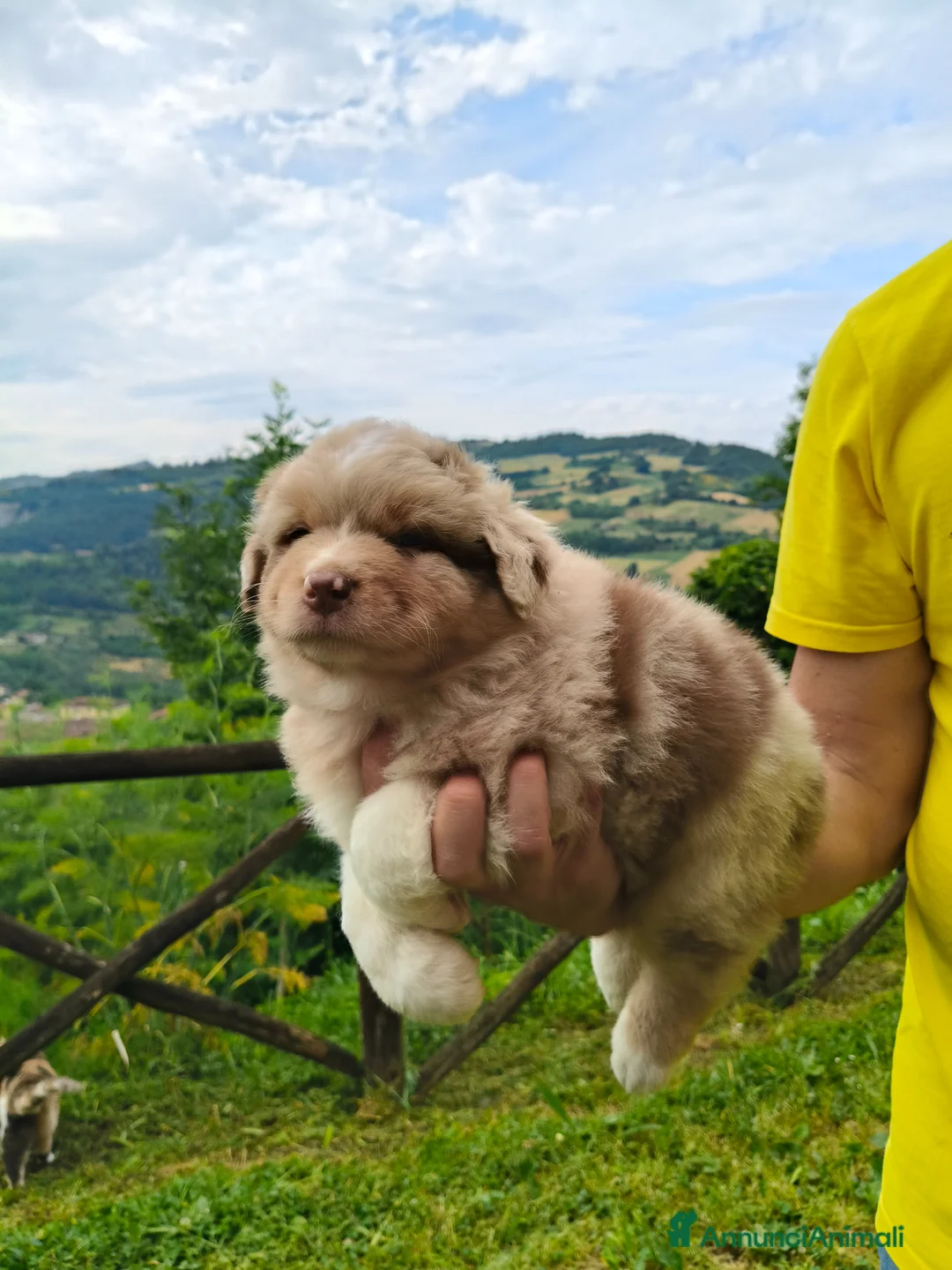 Australian Shepherd cani in vendita: Cuccioli Australian Shepherd con pedigree  - Annuncio 1
