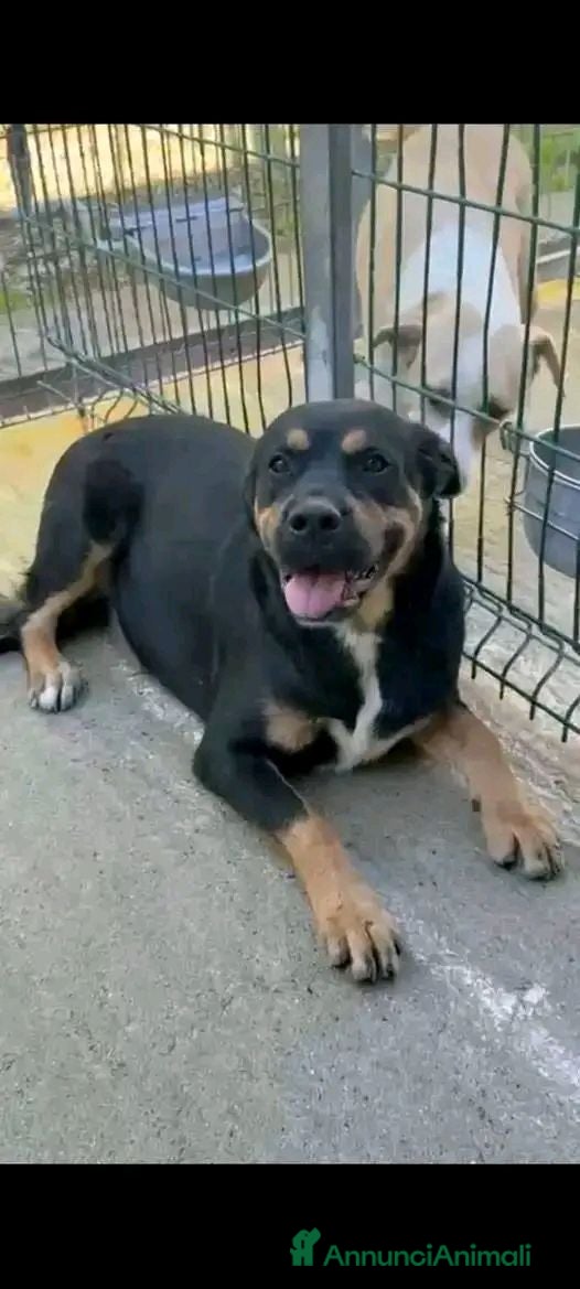 Rottweiler cani Laila - Annuncio 1