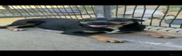 Rottweiler cani in regalo: Laila - Annuncio 1