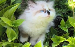 Ragdoll gatti in vendita: Cucciola Ragdoll con pedigree  a Città metropolitana di Roma Capitale - Immagine 2