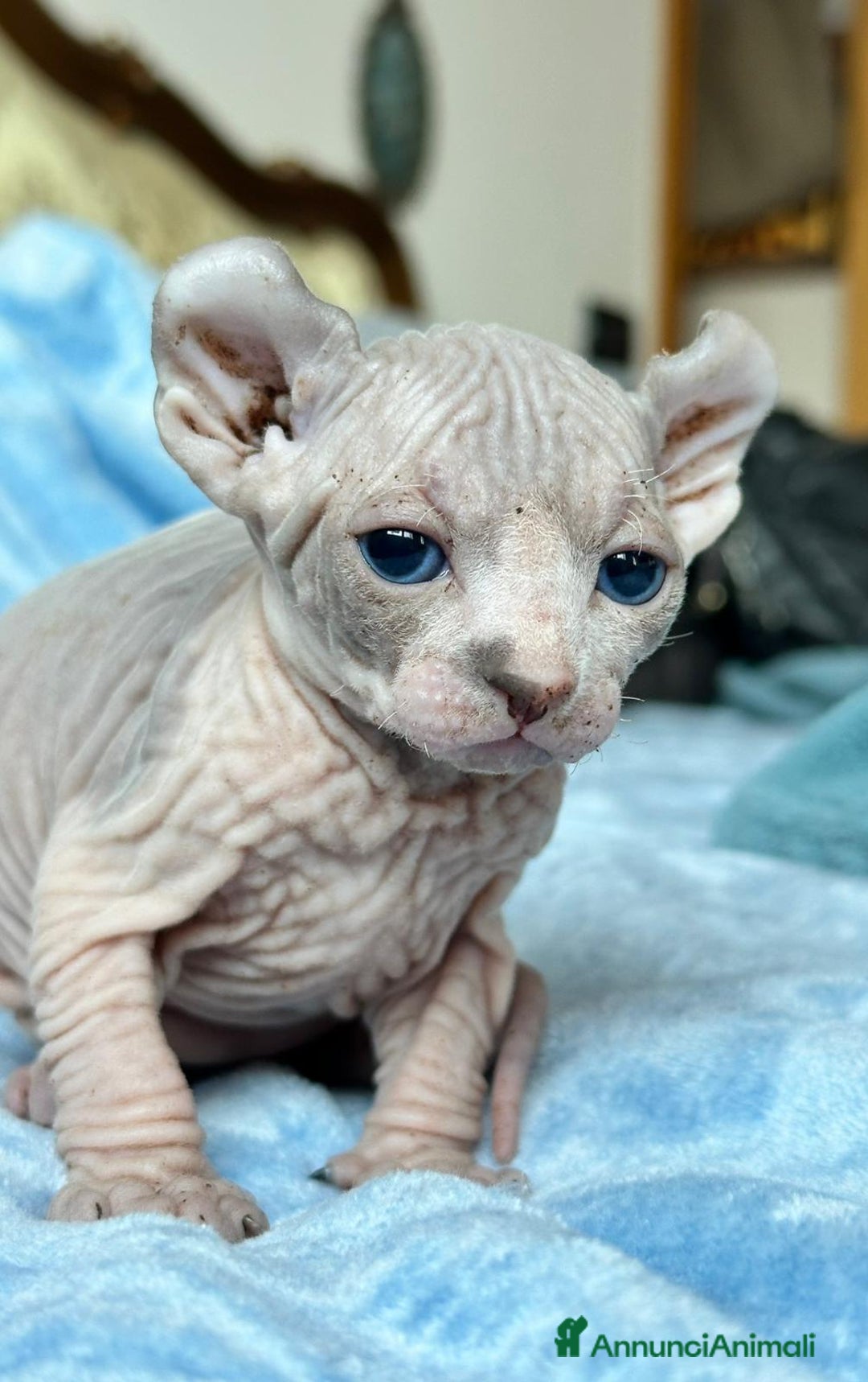 Sphynx gatti in vendita: Splendidi cuccioli sphynx/elf - Annuncio 4