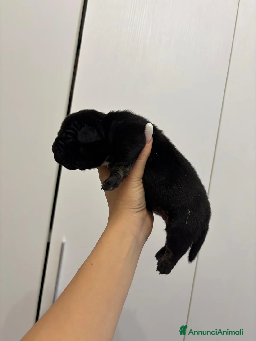 American Bully cani in vendita: Disponibili cuccioli americani Bully figli d arte - Annuncio 9