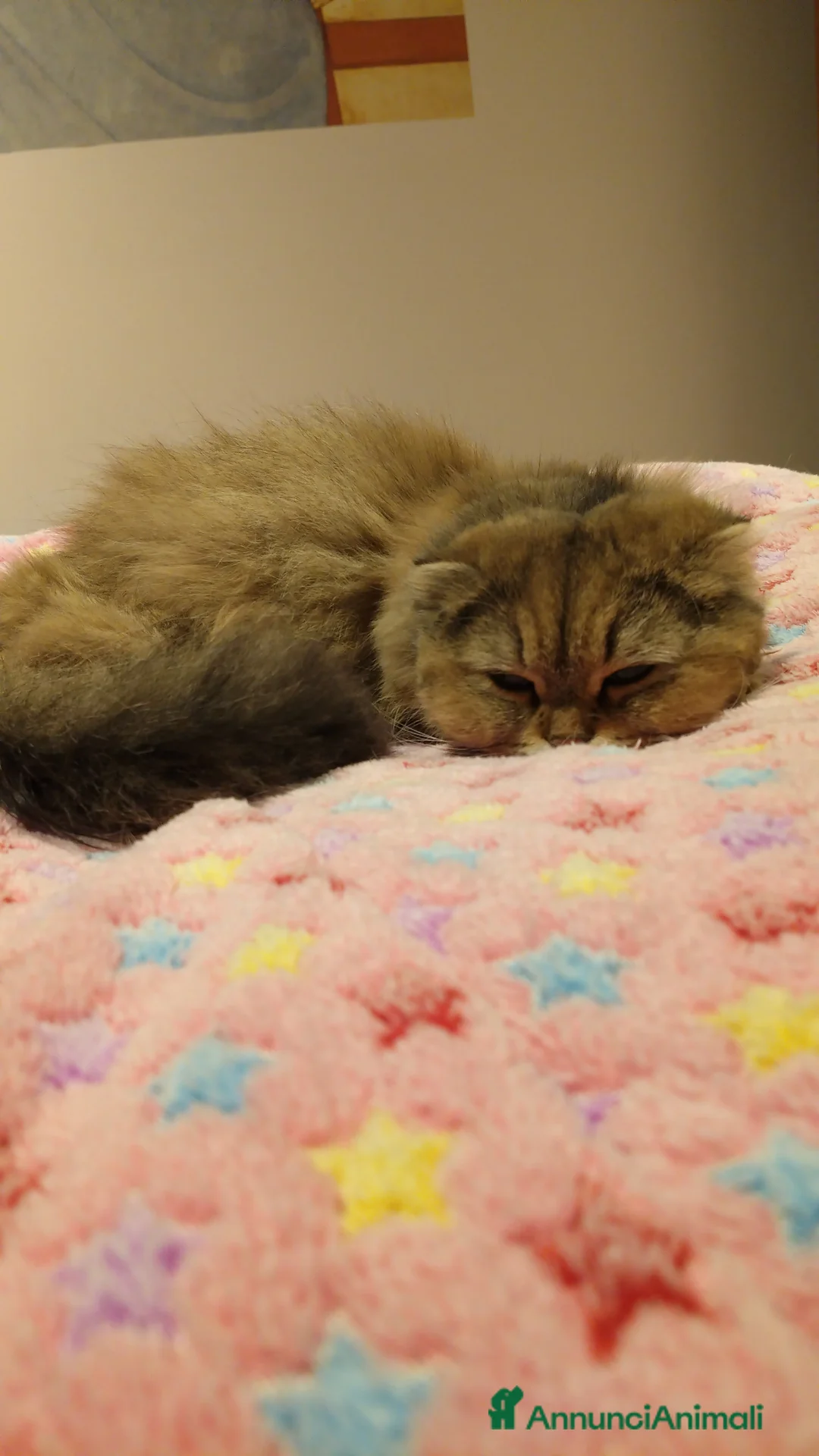Scottish gatti per accoppiamento: Cerco maschio x accoppiamento a Ente di decentramento regionale di Udine - Annuncio 2
