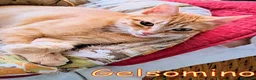 Europeo gatti in regalo:  GINGER E GELSOMINO GATTINI DOLCISSIMI - Annuncio 5