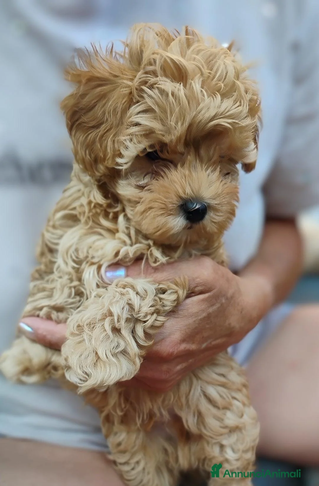 Meticcio cani in vendita: Cucciolata di 4 maschietti di Maltipoo - Annuncio 11