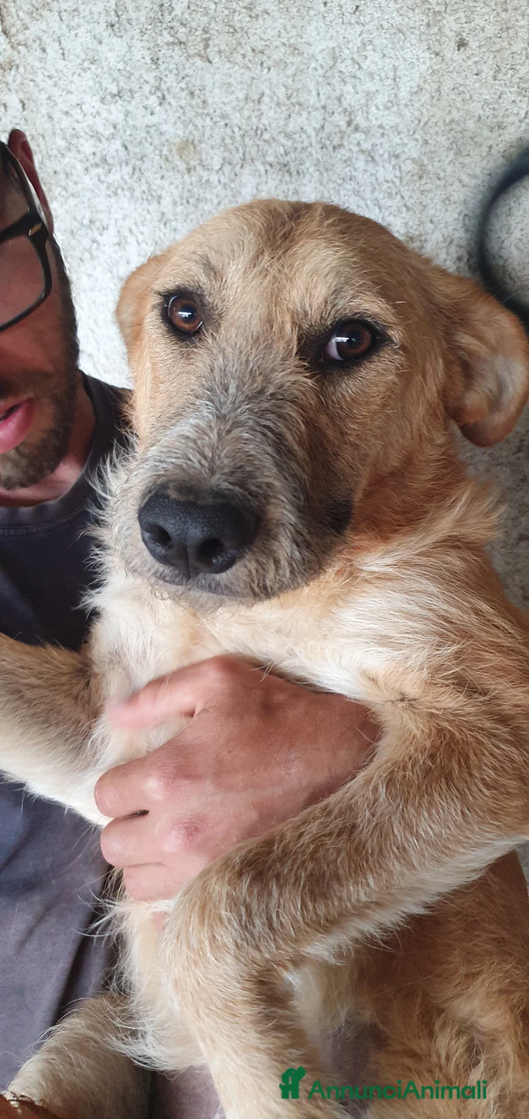Meticcio cani in regalo: Arya, meticcia in canile a catania - Annuncio 1