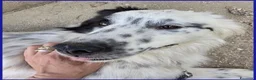 Border Collie cani in regalo: NOVELLO CUCCIOLONE 1 ANNO SIMIL BORDER, MERAVIGLIA - Annuncio 9