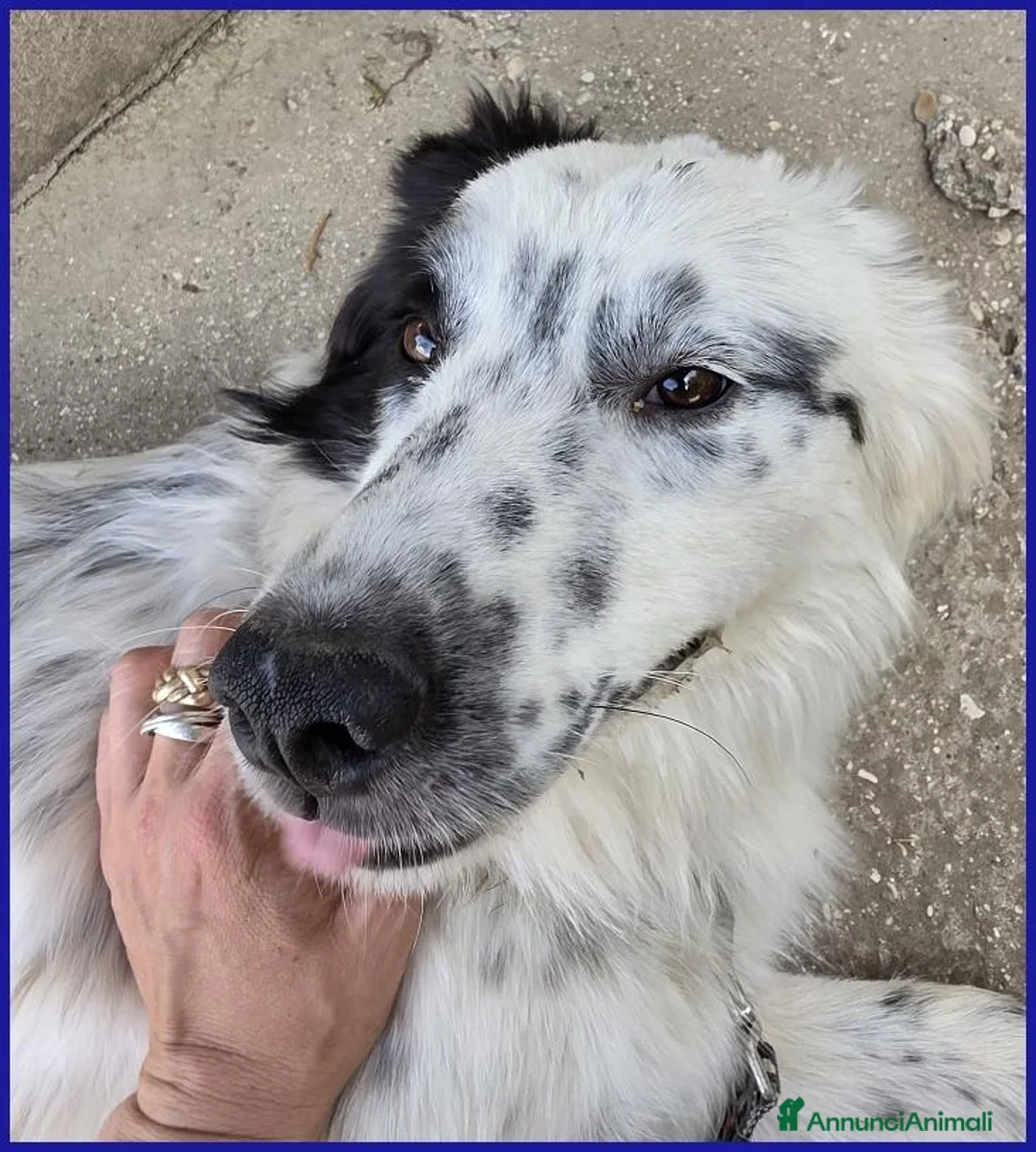 Border Collie cani in regalo: NOVELLO CUCCIOLONE 1 ANNO SIMIL BORDER, MERAVIGLIA - Annuncio 9
