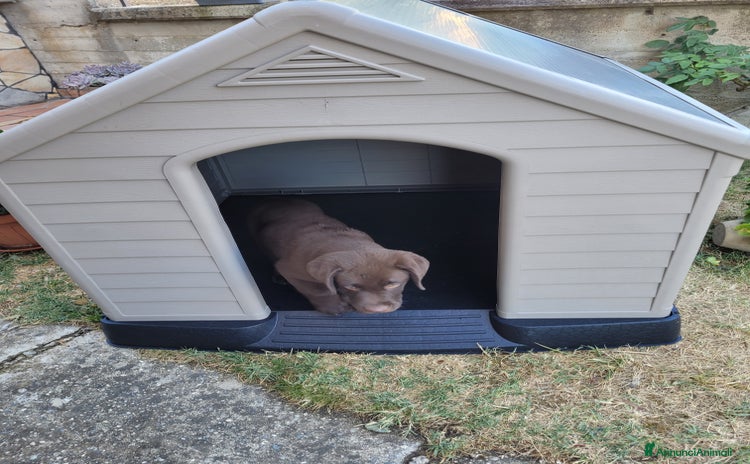 Labrador cani a Provincia di Catanzaro - Annuncio 2