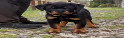 Rottweiler cani in vendita: Rottweiler linea serba pagamento rateale  - Annuncio 7