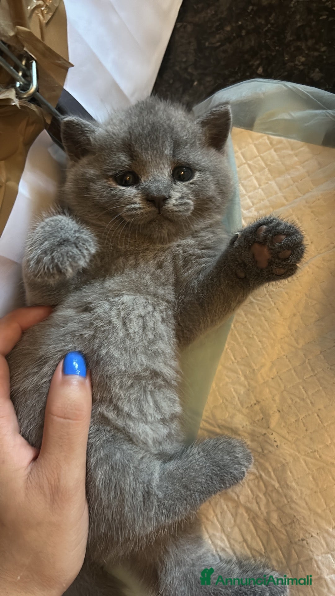 British gatti Gattino British Shorthair - Annuncio 10