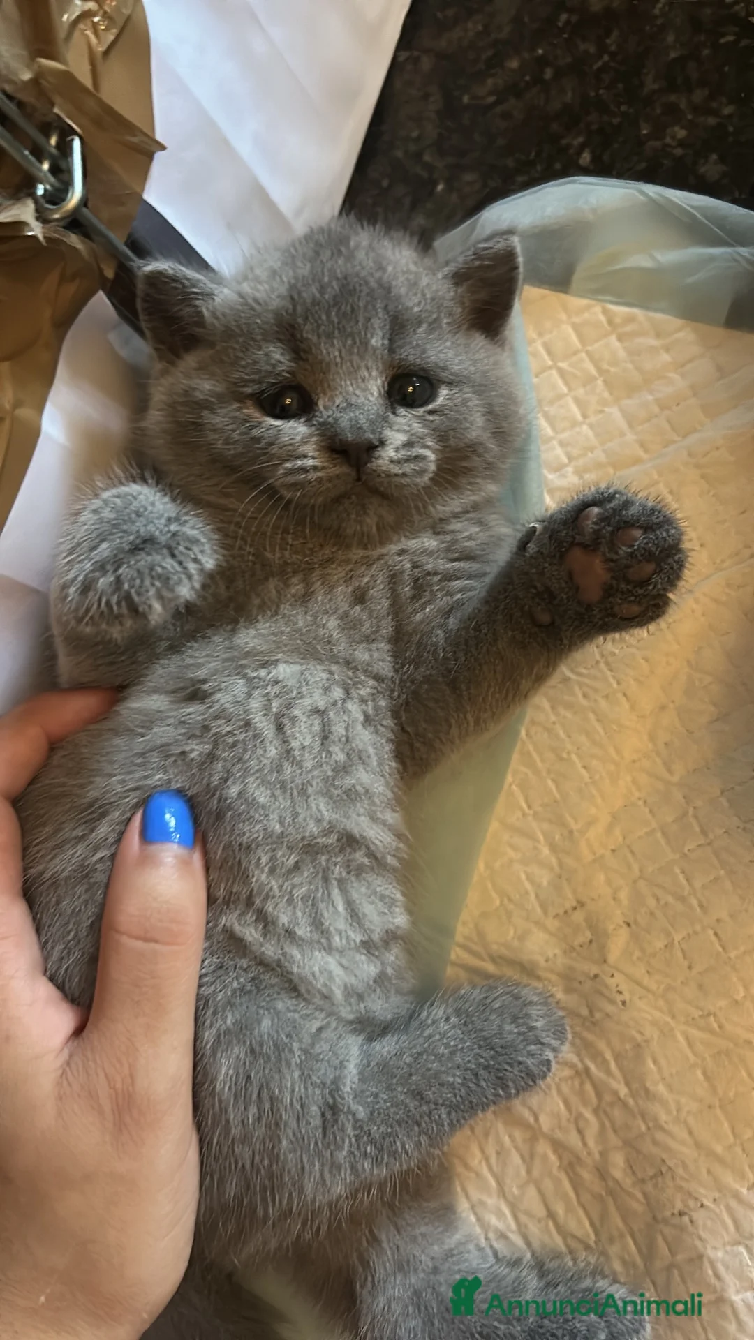 British gatti in vendita: Gattino British Shorthair - Annuncio 1